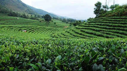 北回歸線上的明珠 臨滄5大優(yōu)勢產(chǎn)業(yè)打造世界一流綠色品牌——茶葉種植篇