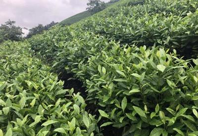 茶園土壤的覆蓋與灌溉技術(shù) 提升茶葉品質(zhì)與產(chǎn)量的關(guān)鍵