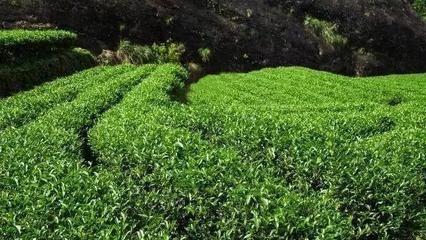 品大紅袍的雅致，避農(nóng)副產(chǎn)品的陷阱 常見(jiàn)問(wèn)題與解決方案