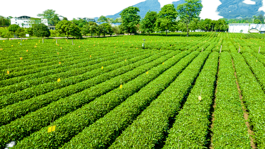 打造視覺(jué)盛宴 原創(chuàng)茶園航拍免摳元素，賦能農(nóng)副產(chǎn)品品牌升級(jí)與銷(xiāo)售